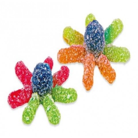 Octopus pica